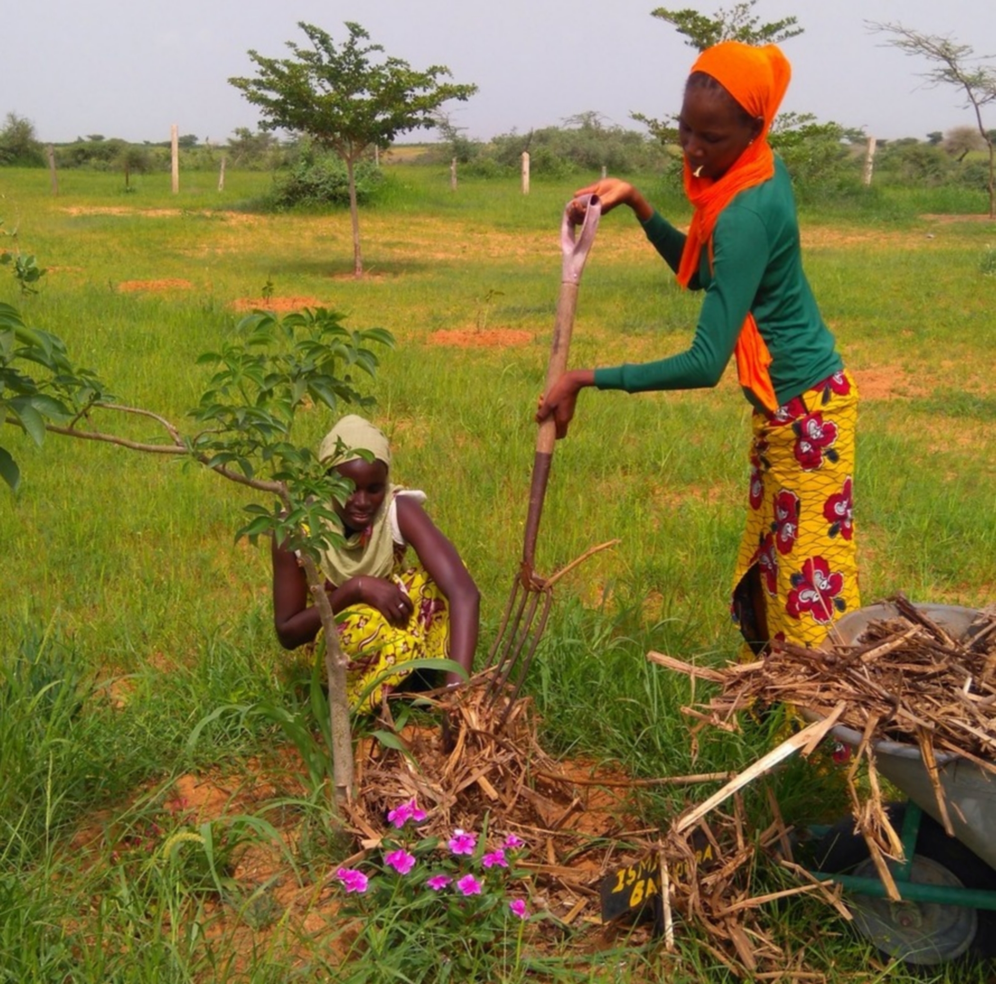 the women in afrika mandela ranch mulching
